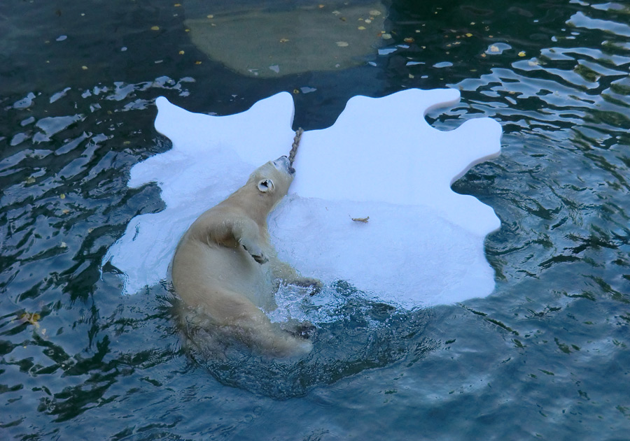 Eisbärjungtier ANORI am 27. Oktober 2012 im Zoo Wuppertal