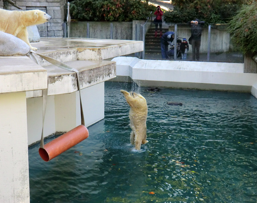 Eisbärjungtier ANORI am 27. Oktober 2012 im Zoologischen Garten Wuppertal