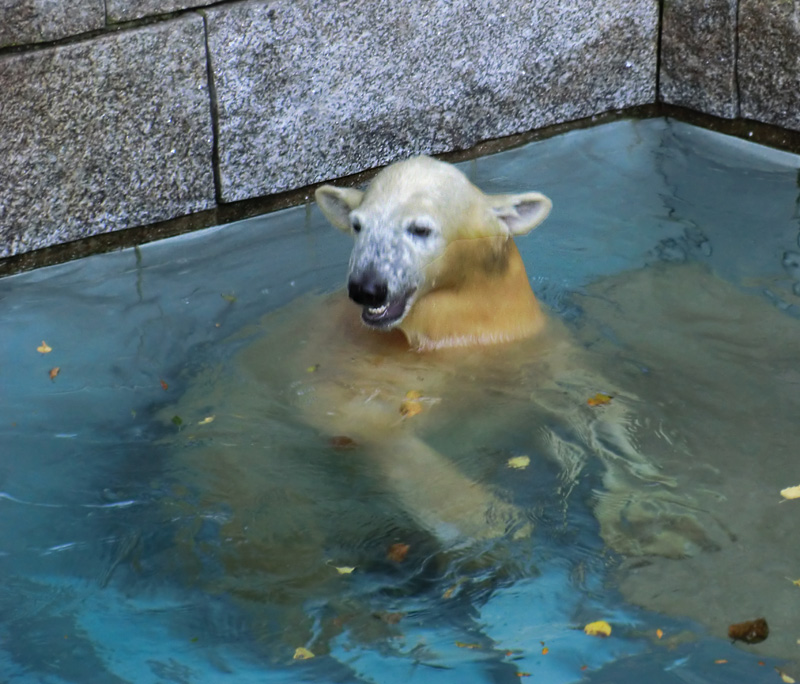 Eisbärjungtier ANORI am 27. Oktober 2012 im Zoo Wuppertal