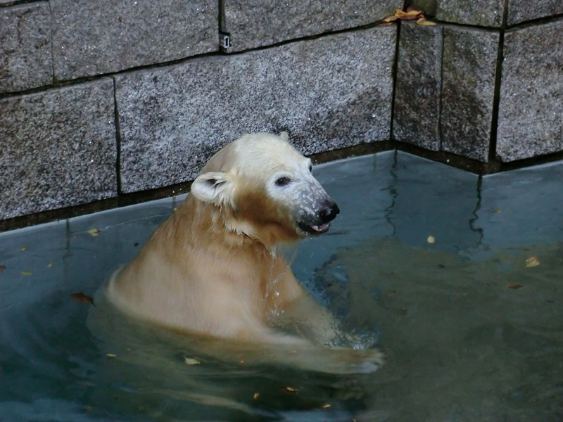 Eisbärjungtier ANORI am 27. Oktober 2012 im Zoologischen Garten Wuppertal