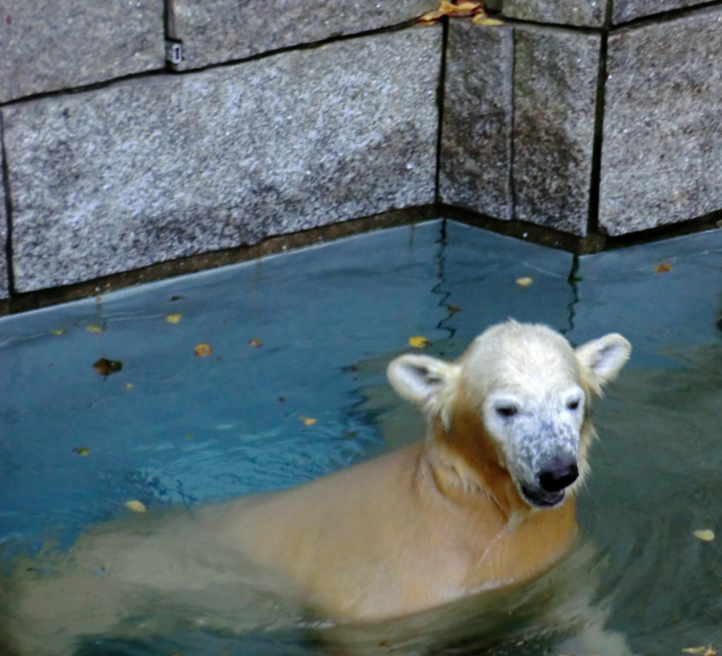 Eisbärjungtier ANORI am 27. Oktober 2012 im Wuppertaler Zoo