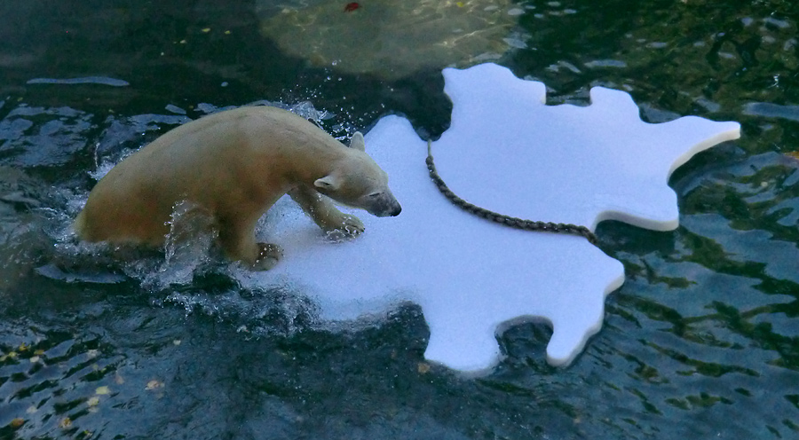 Eisbärjungtier ANORI am 27. Oktober 2012 im Zoologischen Garten Wuppertal