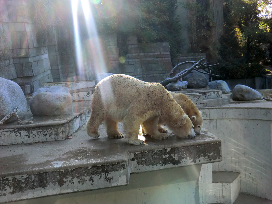 Eisbärin VILMA und Eisbärjungtier ANORI am 28. Oktober 2012 im Zoologischen Garten Wuppertal