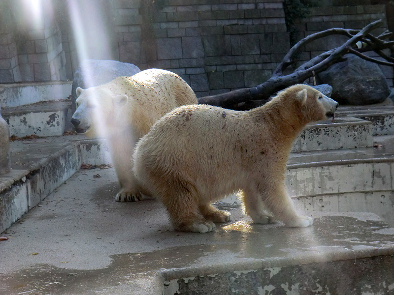 Eisbärin VILMA und Eisbärjungtier ANORI am 28. Oktober 2012 im Wuppertaler Zoo