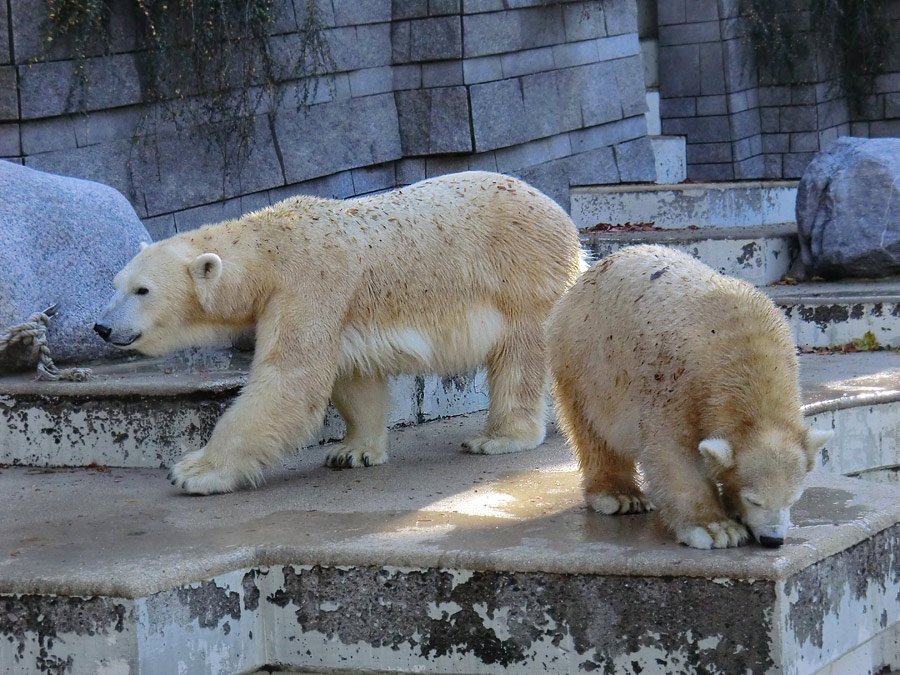 Eisbärin VILMA und Eisbärjungtier ANORI am 28. Oktober 2012 im Zoo Wuppertal