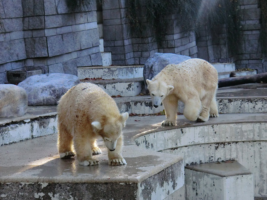 Eisbärjungtier ANORI und Eisbärin VILMA am 28. Oktober 2012 im Zoologischen Garten Wuppertal