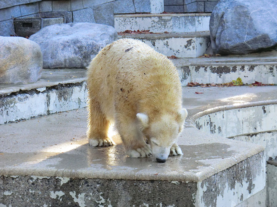 Eisbärjungtier ANORI am 28. Oktober 2012 im Wuppertaler Zoo