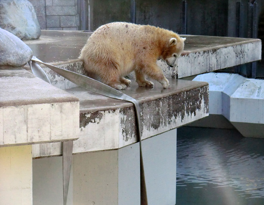 Eisbärjungtier ANORI am 28. Oktober 2012 im Zoo Wuppertal