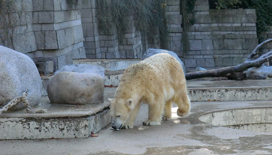 Eisbärin VILMA am 28. Oktober 2012 im Wuppertaler Zoo