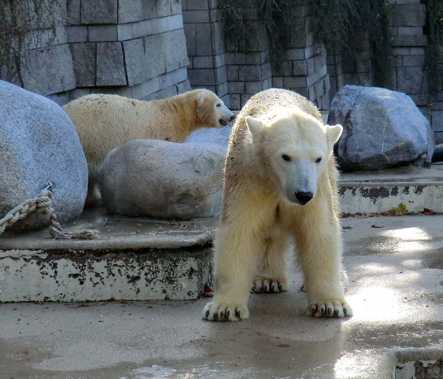 Eisbärjungtier ANORI und Eisbärin VILMA am 28. Oktober 2012 im Zoo Wuppertal