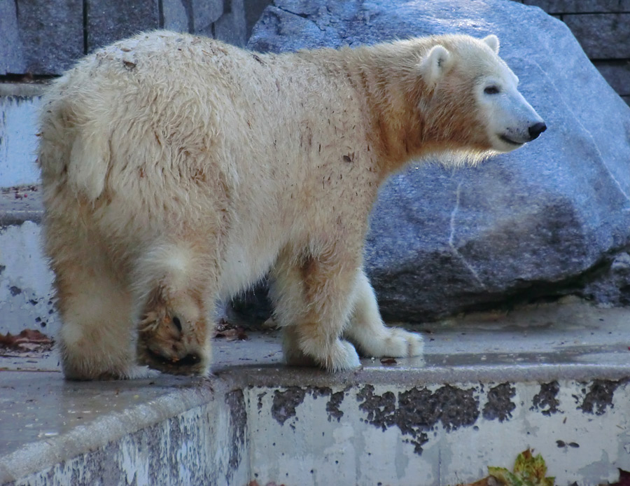 Eisbärjungtier ANORI am 28. Oktober 2012 im Zoologischen Garten Wuppertal