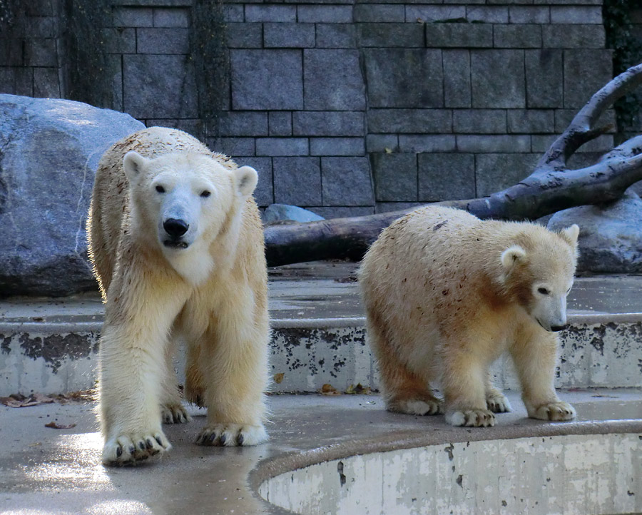 Eisbärin VILMA und Eisbärjungtier ANORI am 28. Oktober 2012 im Zoologischen Garten Wuppertal