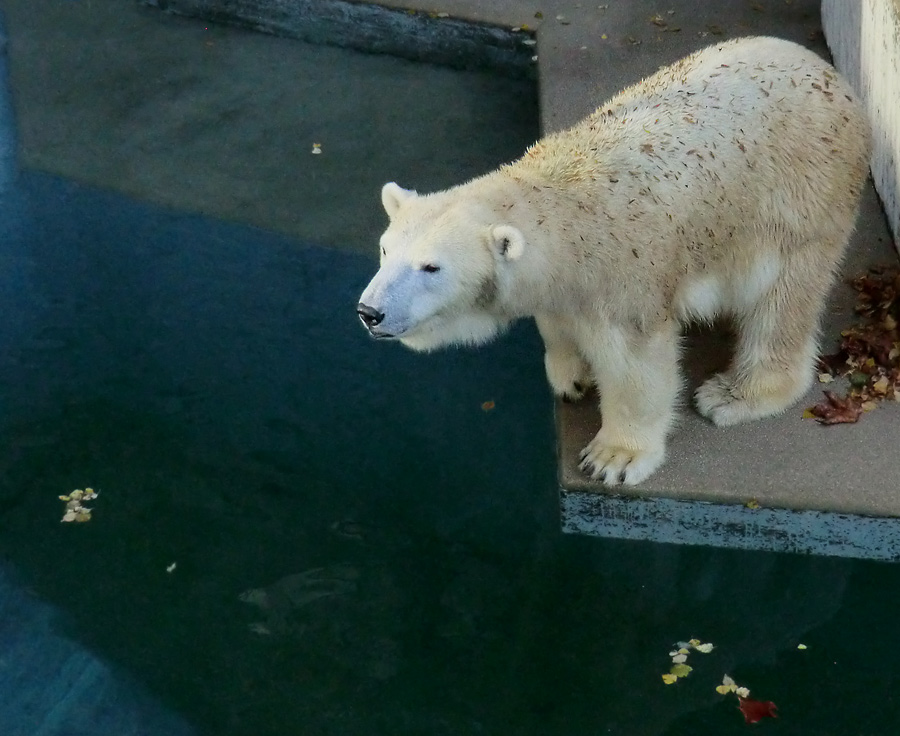 Eisbärin VILMA am 28. Oktober 2012 im Zoo Wuppertal