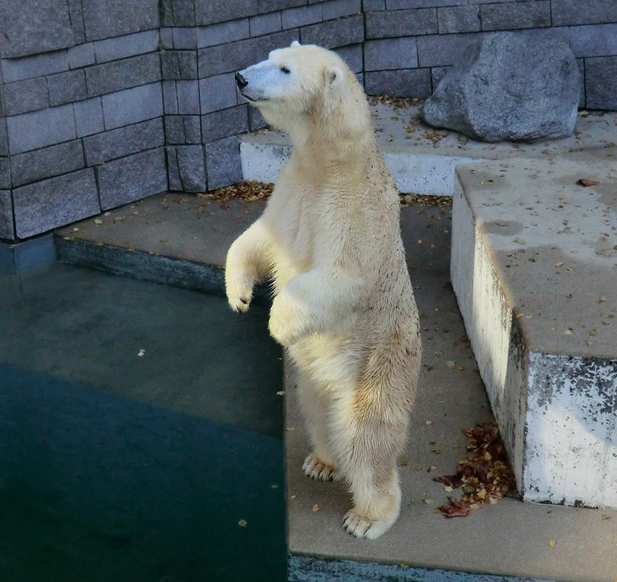 Eisbärin VILMA am 28. Oktober 2012 im Zoologischen Garten Wuppertal