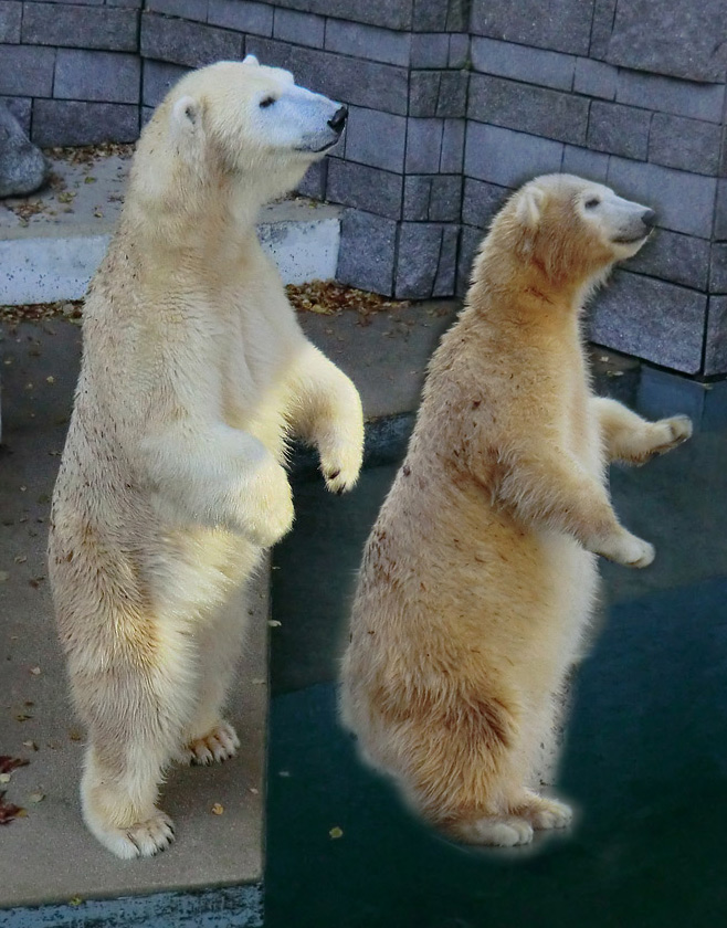 Fotocollage: Eisbärin VILMA und Eisbärjungtier ANORI am 28. Oktober 2012 im Zoo Wuppertal