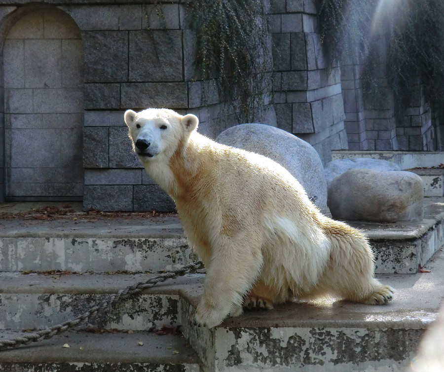 Eisbärin VILMA am 28. Oktober 2012 im Zoo Wuppertal