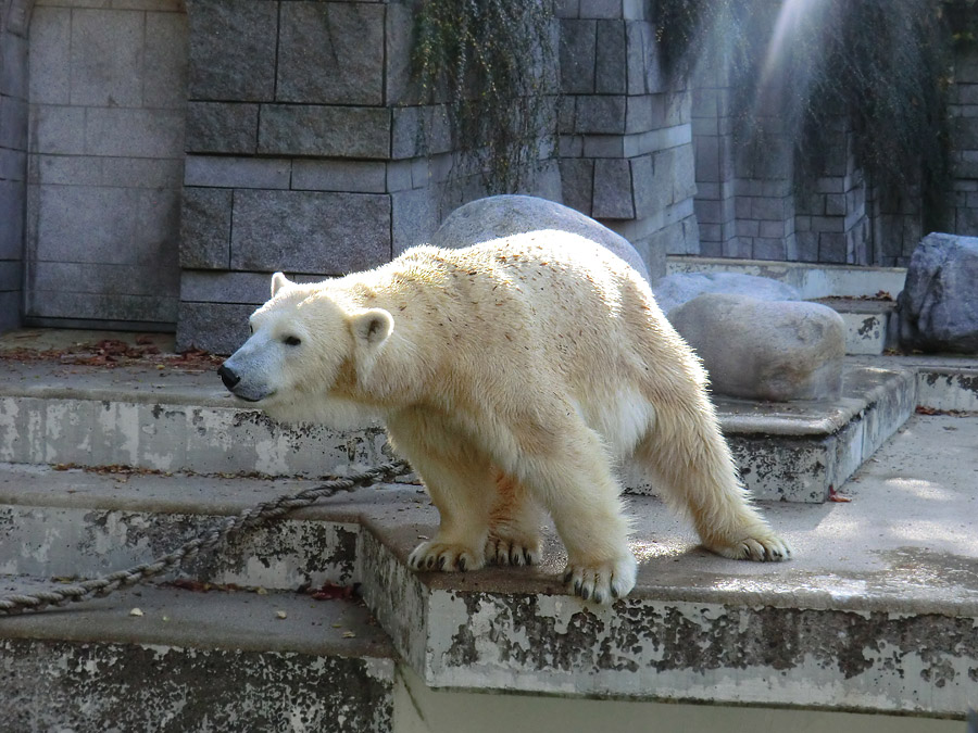 Eisbärin VILMA am 28. Oktober 2012 im Zoologischen Garten Wuppertal