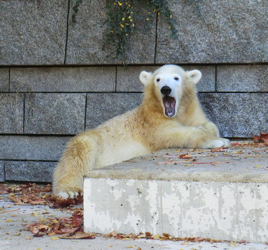 Eisbärjungtier ANORI am 28. Oktober 2012 im Wuppertaler Zoo