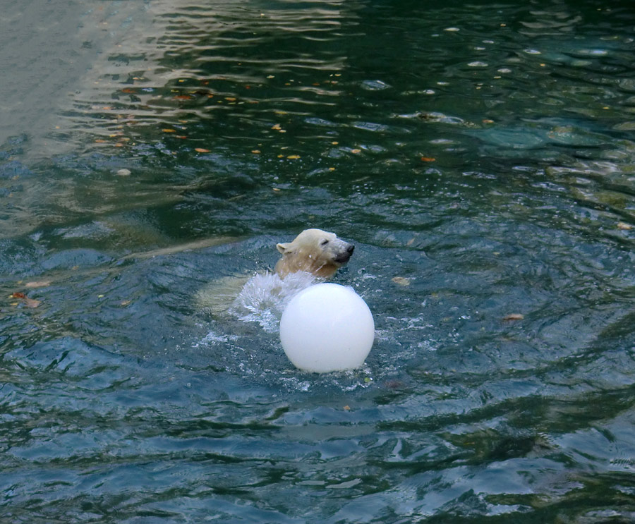 Eisbärjungtier ANORI am 1. November 2012 im Wuppertaler Zoo