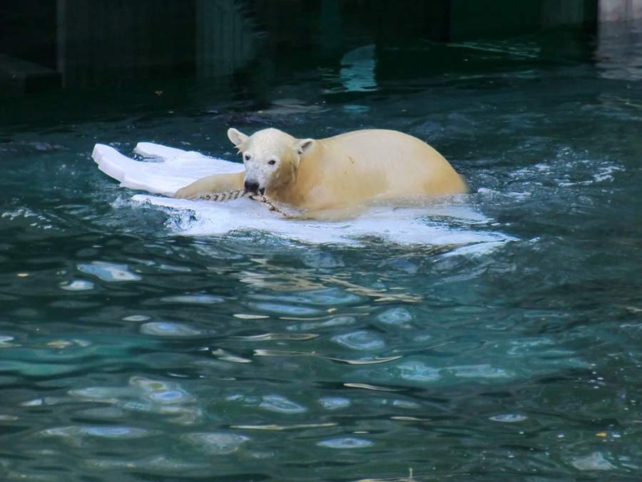 Eisbärjungtier ANORI am 1. November 2012 im Zoo Wuppertal