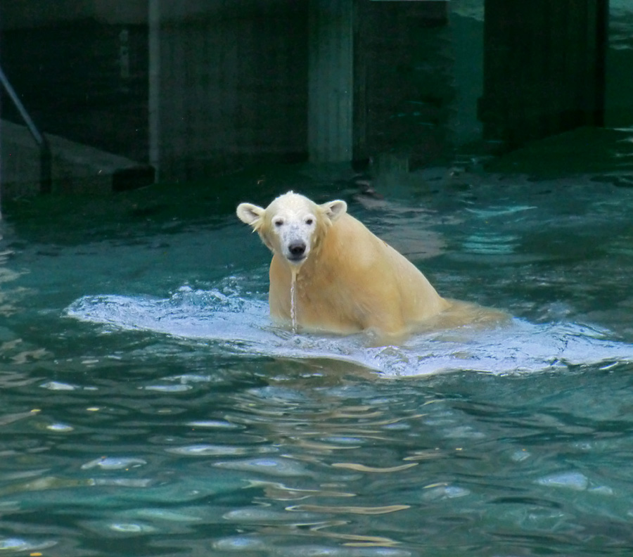 Eisbärjungtier ANORI am 1. November 2012 im Zoologischen Garten Wuppertal