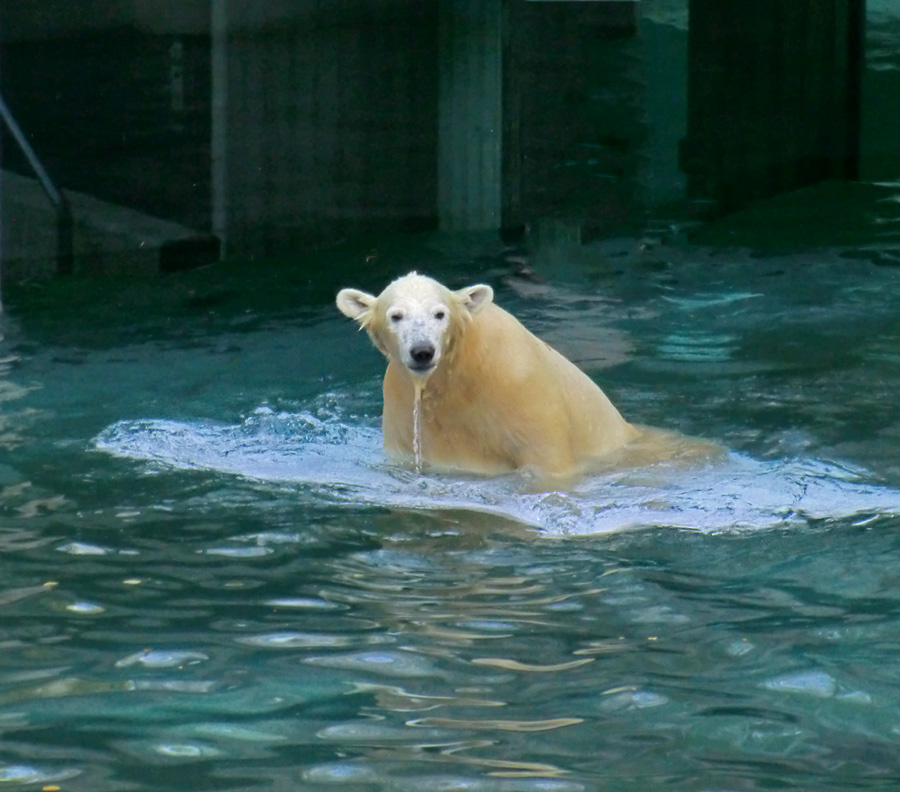 Eisbärjungtier ANORI am 1. November 2012 im Zoologischen Garten Wuppertal