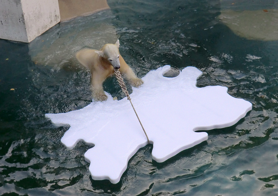 Eisbärjungtier ANORI am 1. November 2012 im Zoo Wuppertal
