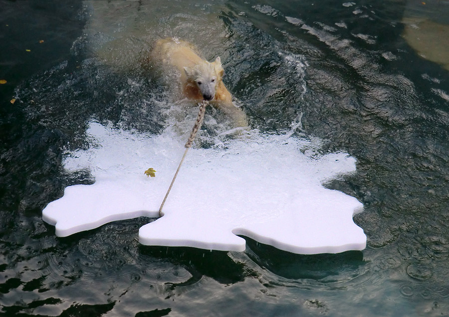 Eisbärjungtier ANORI am 1. November 2012 im Zoologischen Garten Wuppertal