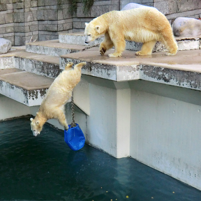 Eisbären am 1. November 2012 im Wuppertaler Zoo