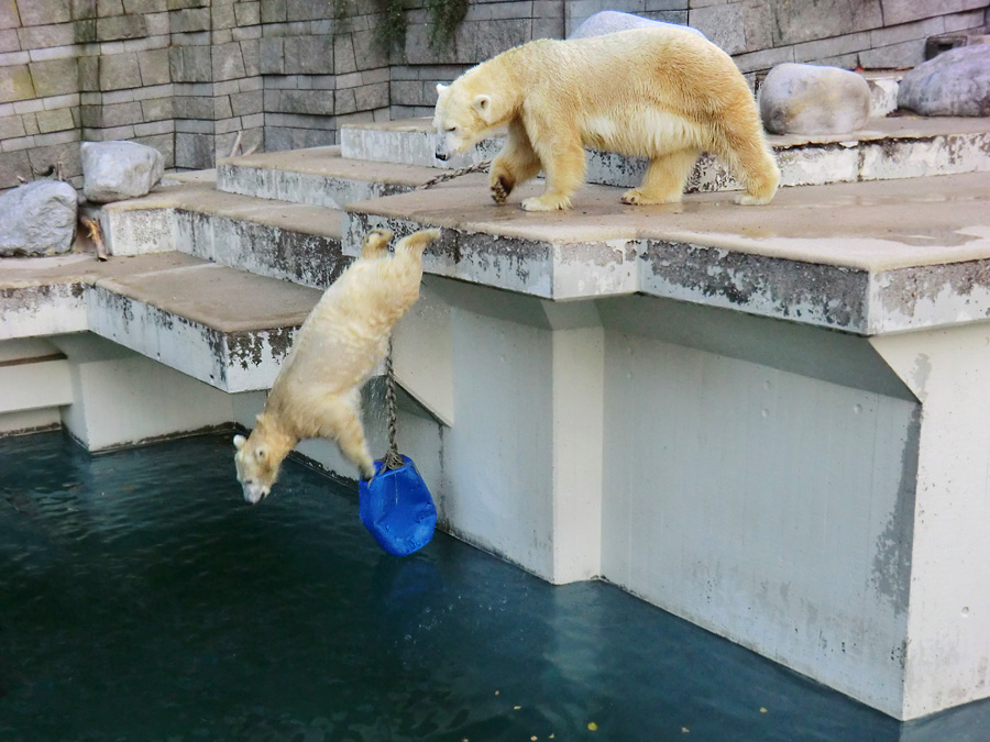 Eisbärjungtier ANORI und Eisbärin VILMA am 1. November 2012 im Wuppertaler Zoo