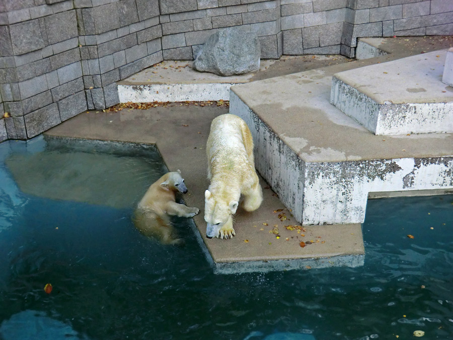 Eisbärjungtier ANORI und Eisbärin VILMA am 1. November 2012 im Zoo Wuppertal