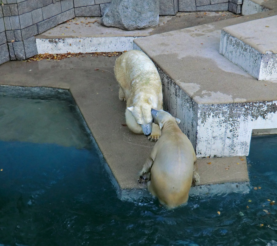 Eisbärin VILMA und Eisbärjungtier ANORI am 1. November 2012 im Zoologischen Garten Wuppertal