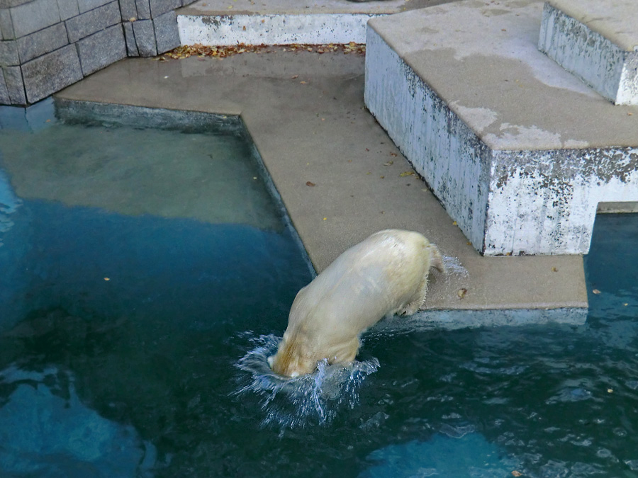 Eisbärjungtier ANORI am 1. November 2012 im Wuppertaler Zoo