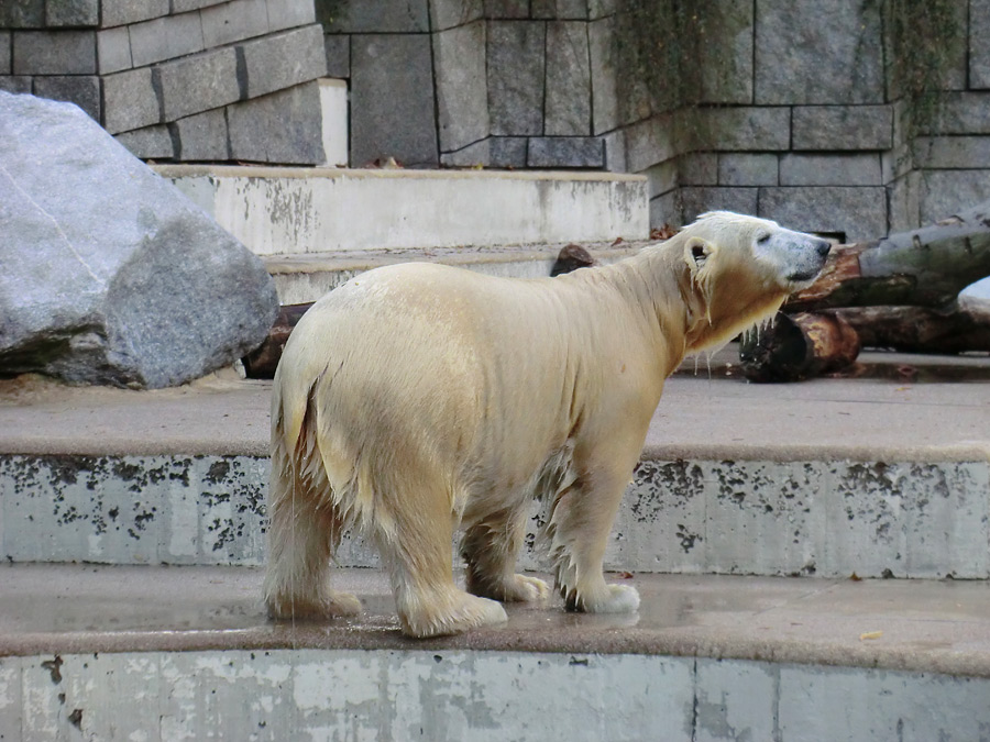Eisbärjungtier ANORI am 1. November 2012 im Zoo Wuppertal