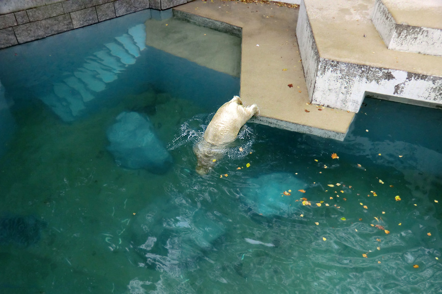 Eisbärjungtier ANORI am 1. November 2012 im Zoologischen Garten Wuppertal