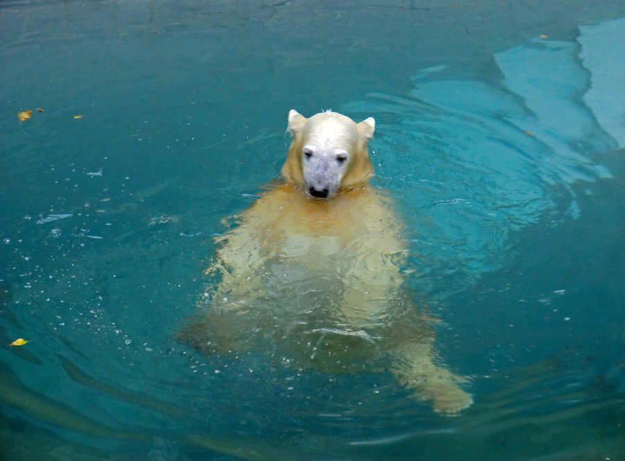 Eisbärjungtier ANORI am 1. November 2012 im Wuppertaler Zoo