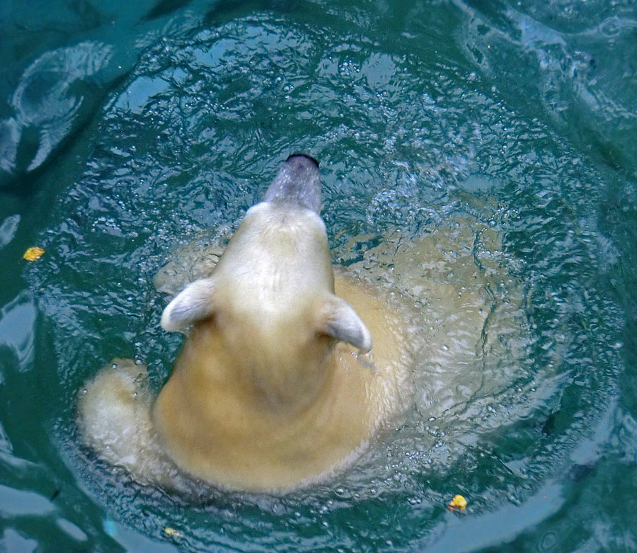 Eisbärjungtier ANORI am 1. November 2012 im Zoo Wuppertal