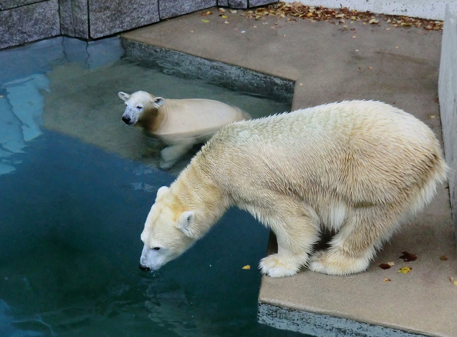 Eisbärjungtier ANORI und Eisbärin VILMA am 1. November 2012 im Wuppertaler Zoo