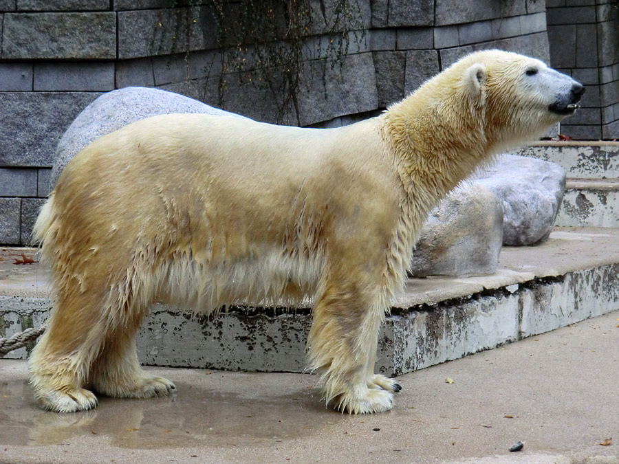 Eisbärin VILMA am 1. November 2012 im Wuppertaler Zoo