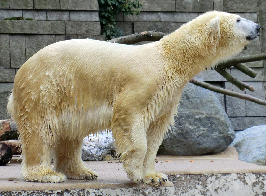 Eisbärin VILMA am 1. November 2012 im Zoo Wuppertal