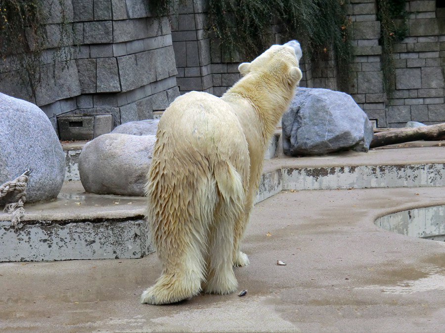 Eisbärin VILMA am 1. November 2012 im Zoologischen Garten Wuppertal