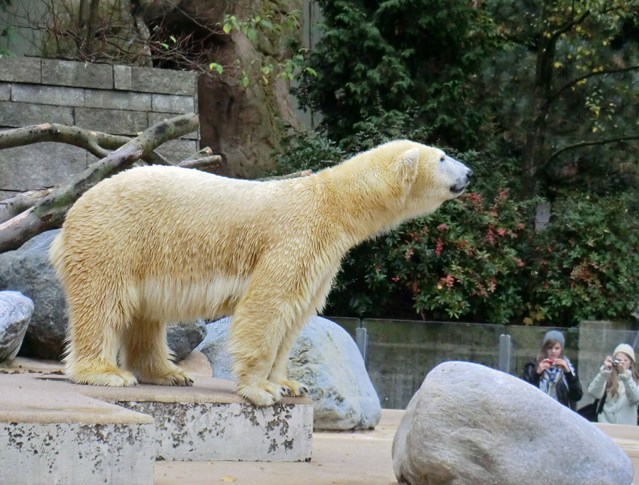 Eisbärin VILMA am 1. November 2012 im Wuppertaler Zoo