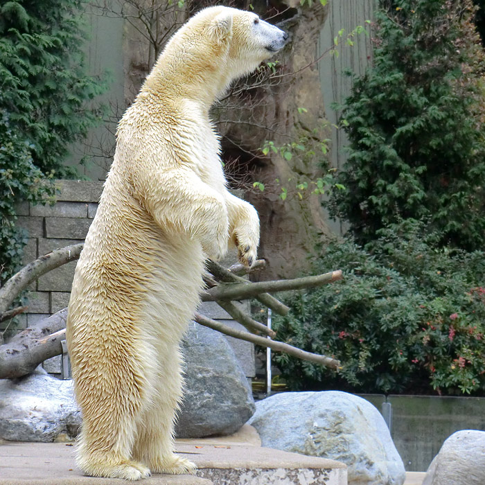 Eisbärin VILMA am 1. November 2012 im Wuppertaler Zoo