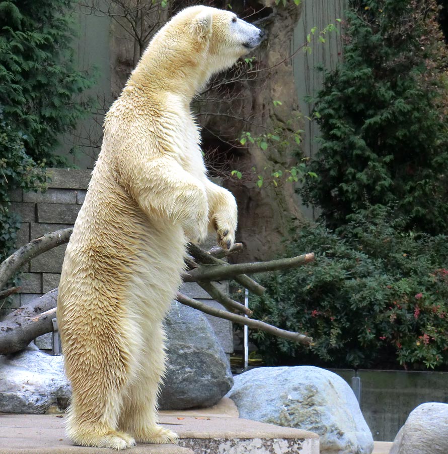 Eisbärin VILMA am 1. November 2012 im Zoo Wuppertal