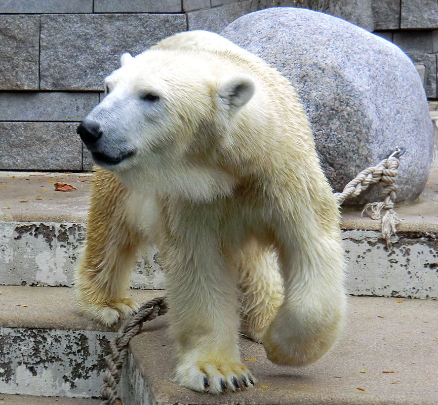 Eisbärin VILMA am 1. November 2012 im Wuppertaler Zoo