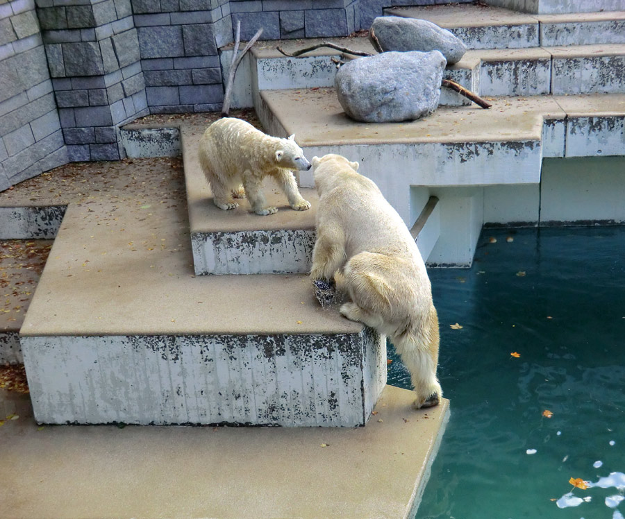 Eisbärjungtier ANORI und Eisbärin VILMA am 6. November 2012 im Zoo Wuppertal