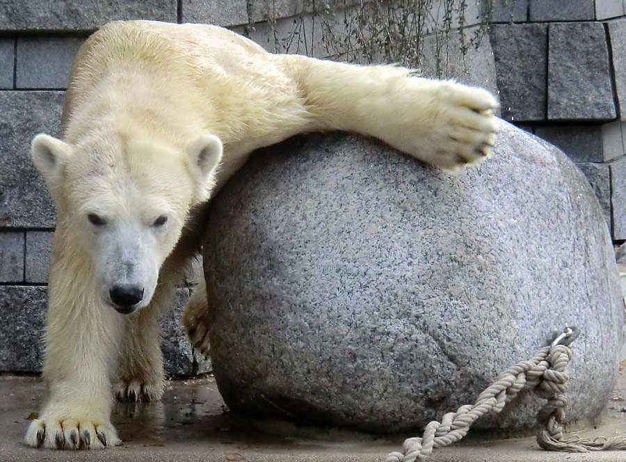 Eisbärin VILMA am 6. November 2012 im Wuppertaler Zoo