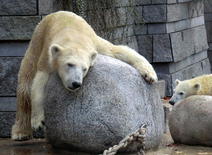 Eisbärin VILMA am 6. November 2012 im Zoo Wuppertal