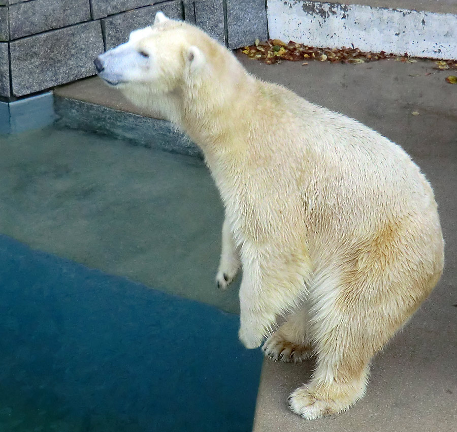 Eisbärin VILMA am 6. November 2012 im Wuppertaler Zoo