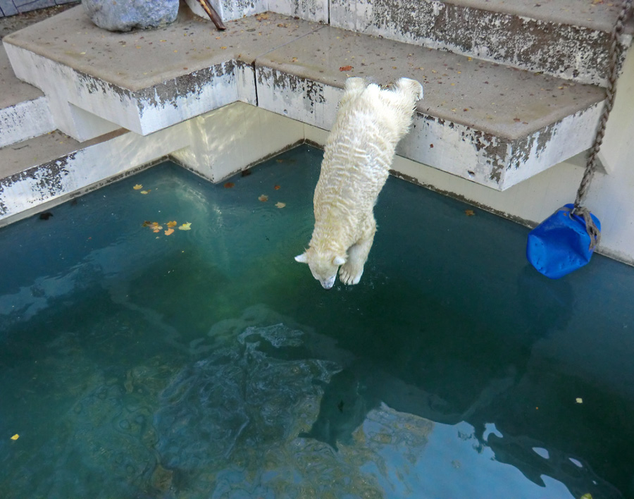 Eisbärjungtier ANORI am 6. November 2012 im Wuppertaler Zoo